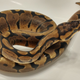 Illustration for article titled snek update